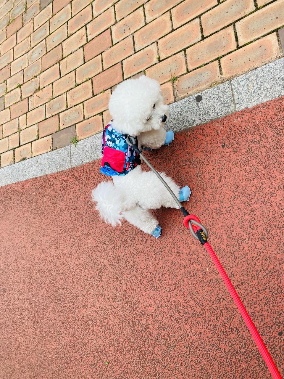 강아지 고양이 하네스 “디즈니정품”