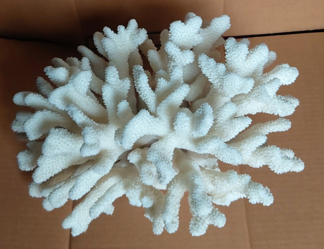 산호(어항/수족관)