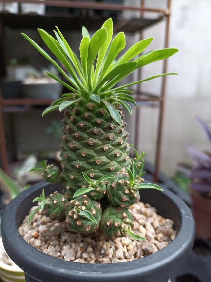 다육이괴마옥화분화초식물