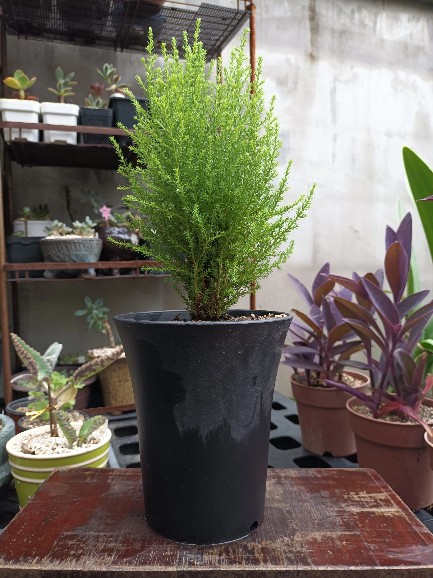 율마식물화분화초식물