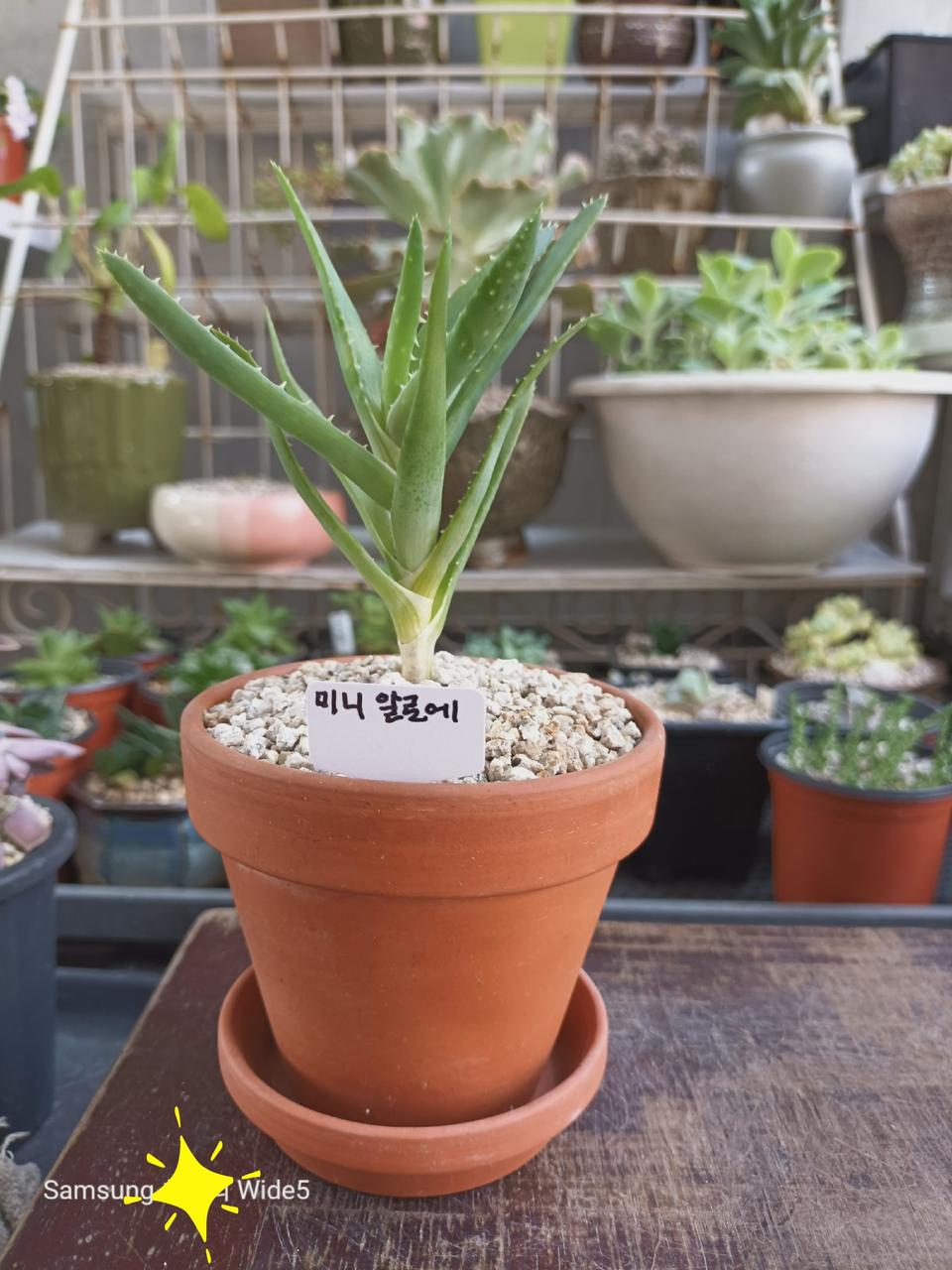 미니알로에화분화초식물