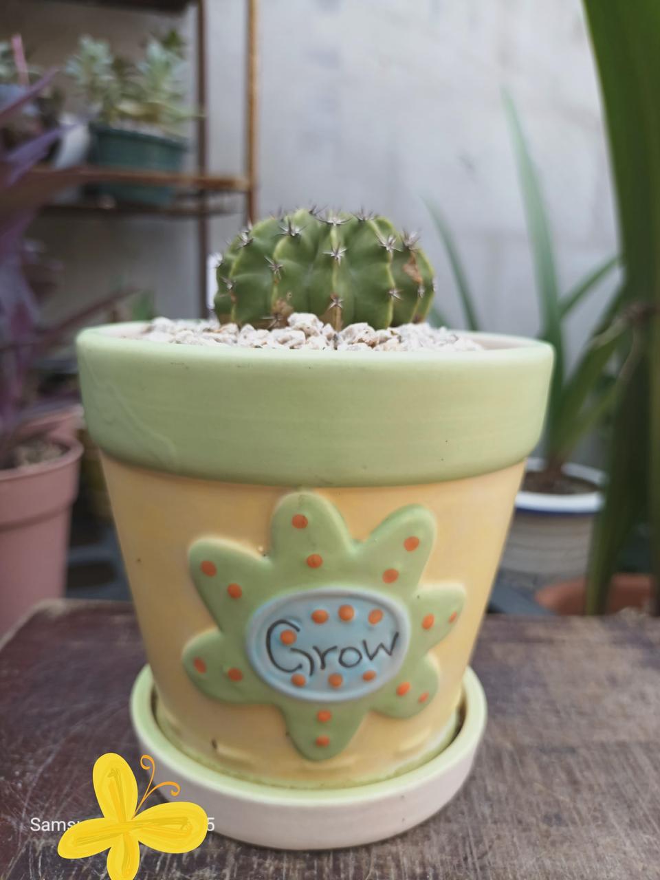 다육이선인장화분화초식물