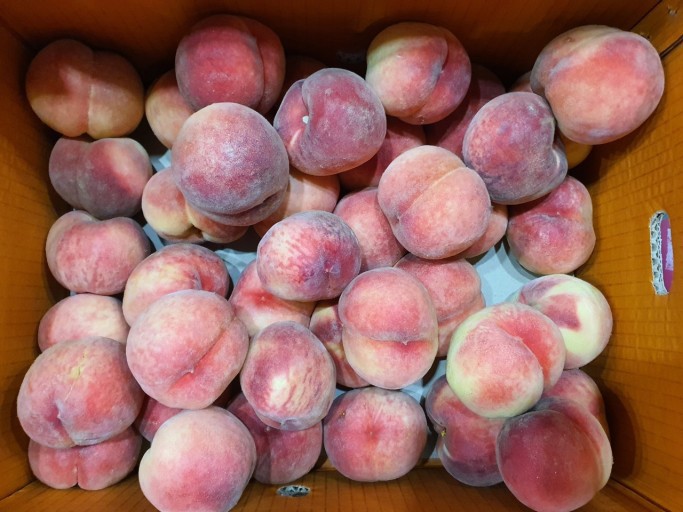 특가 딱딱이복숭아 10kg 무료배송