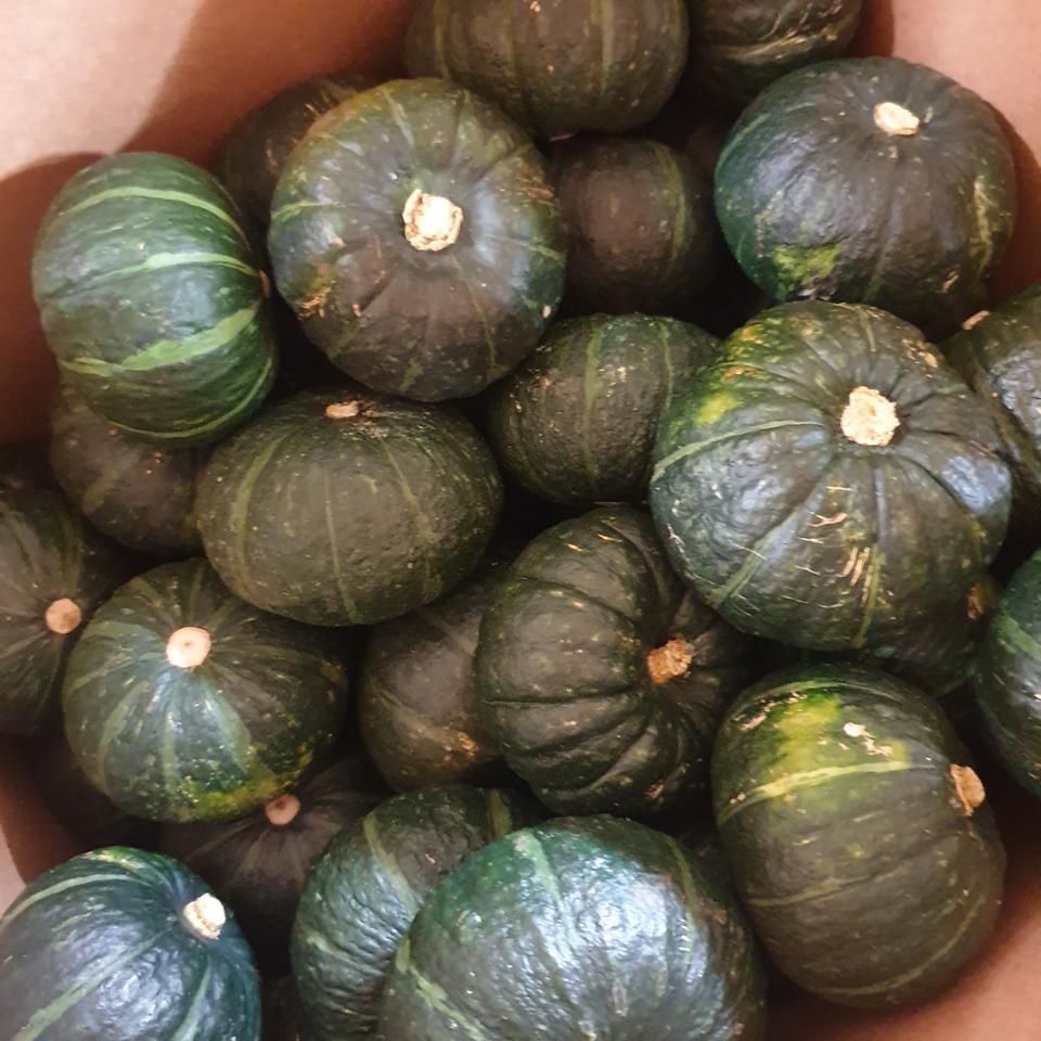 특가 제주 미니밤호박 5kg / 10kg 무료배송