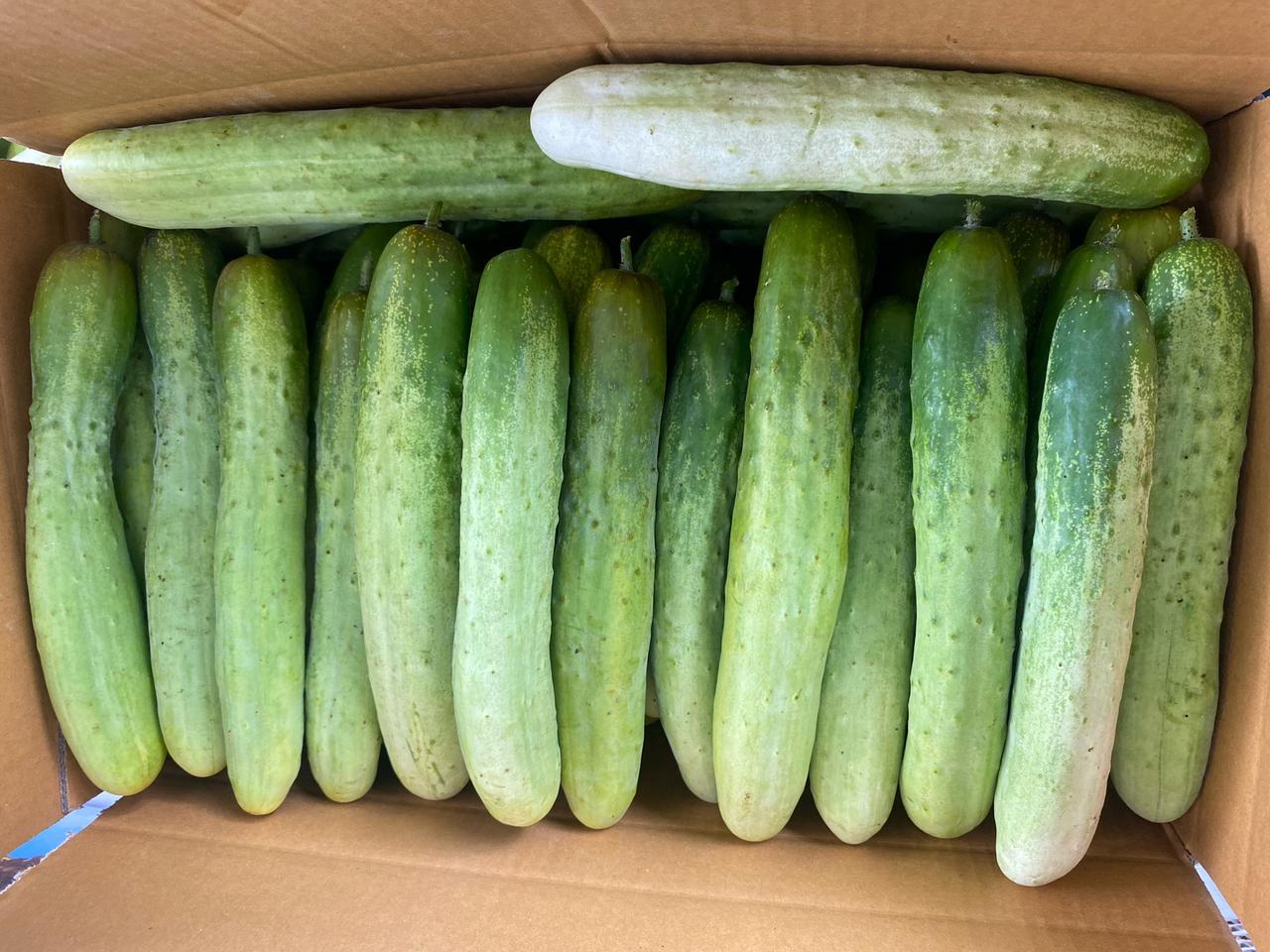 백다다기오이(상) (60개)