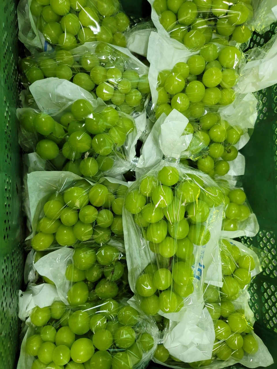 샤인머스켓 2kg 무료배송