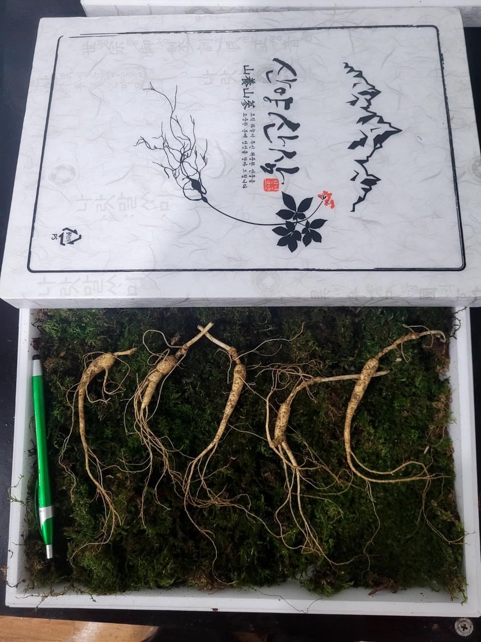 산양산삼 9~10년근 정삼 5뿌리  여름특가