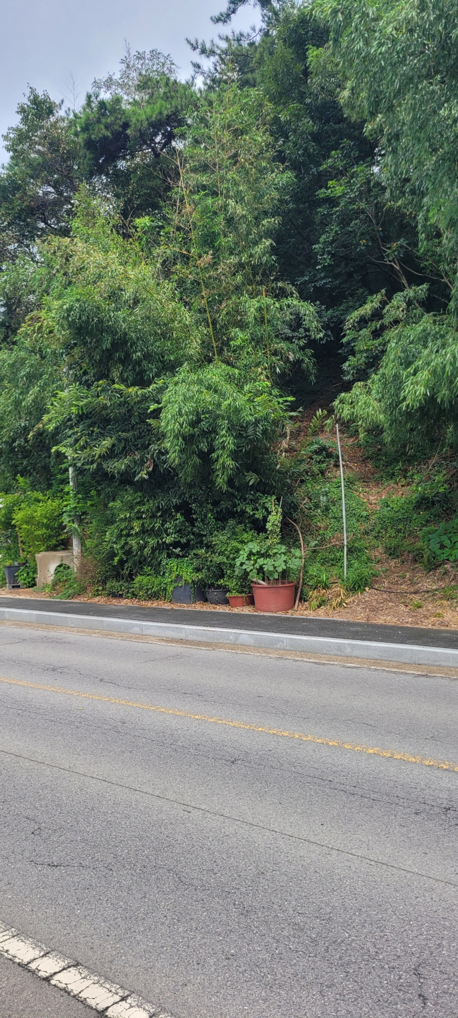 나주시 청동 산114-6 평수510평 자연산 소나무 식재됨 전망좋음 매매