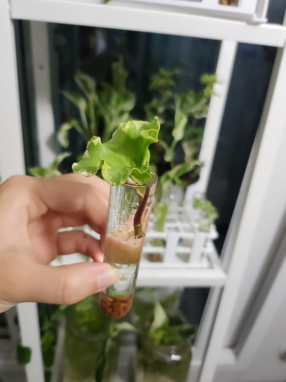 수경재배) 프릴 무늬아이비