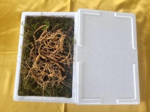 산양산삼  파지삼5~6년근  50그람  39,900원