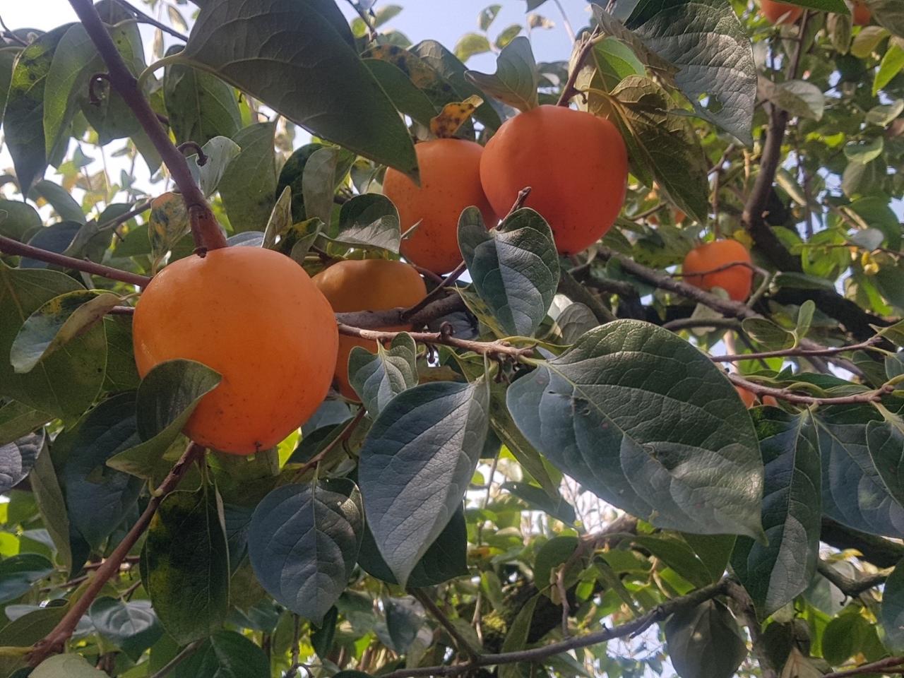 하동악양대봉감