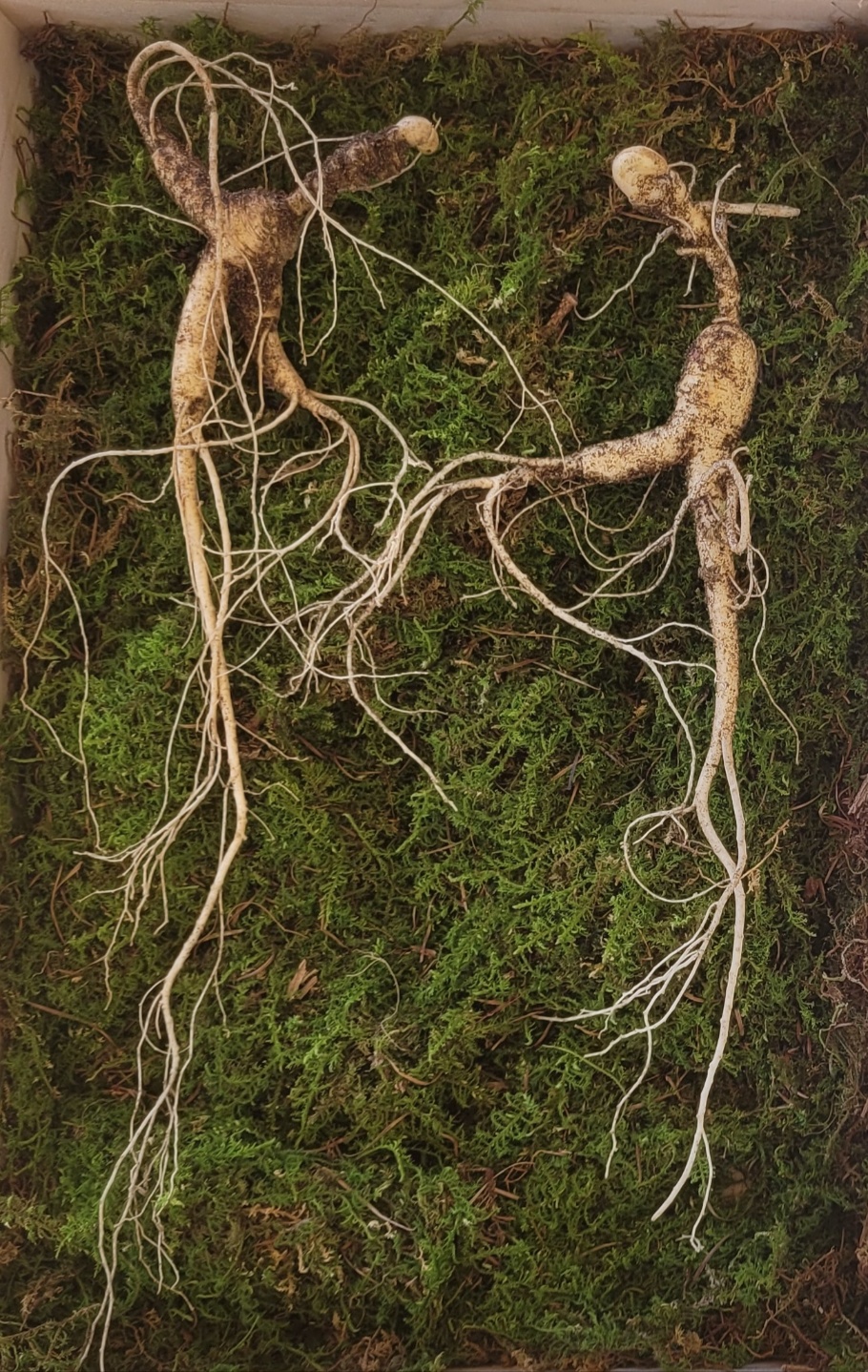 산양산삼 17년근,15년근,13년근  정삼,파지삼 특가