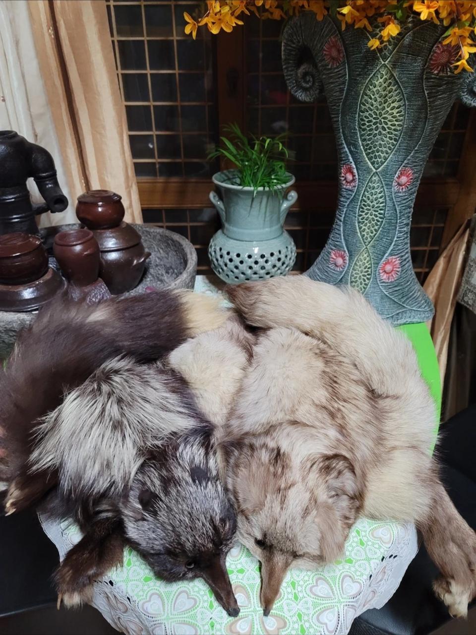 천연여우 암수한쌍 목도리