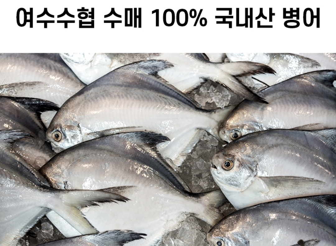 국내산 병어 12마리