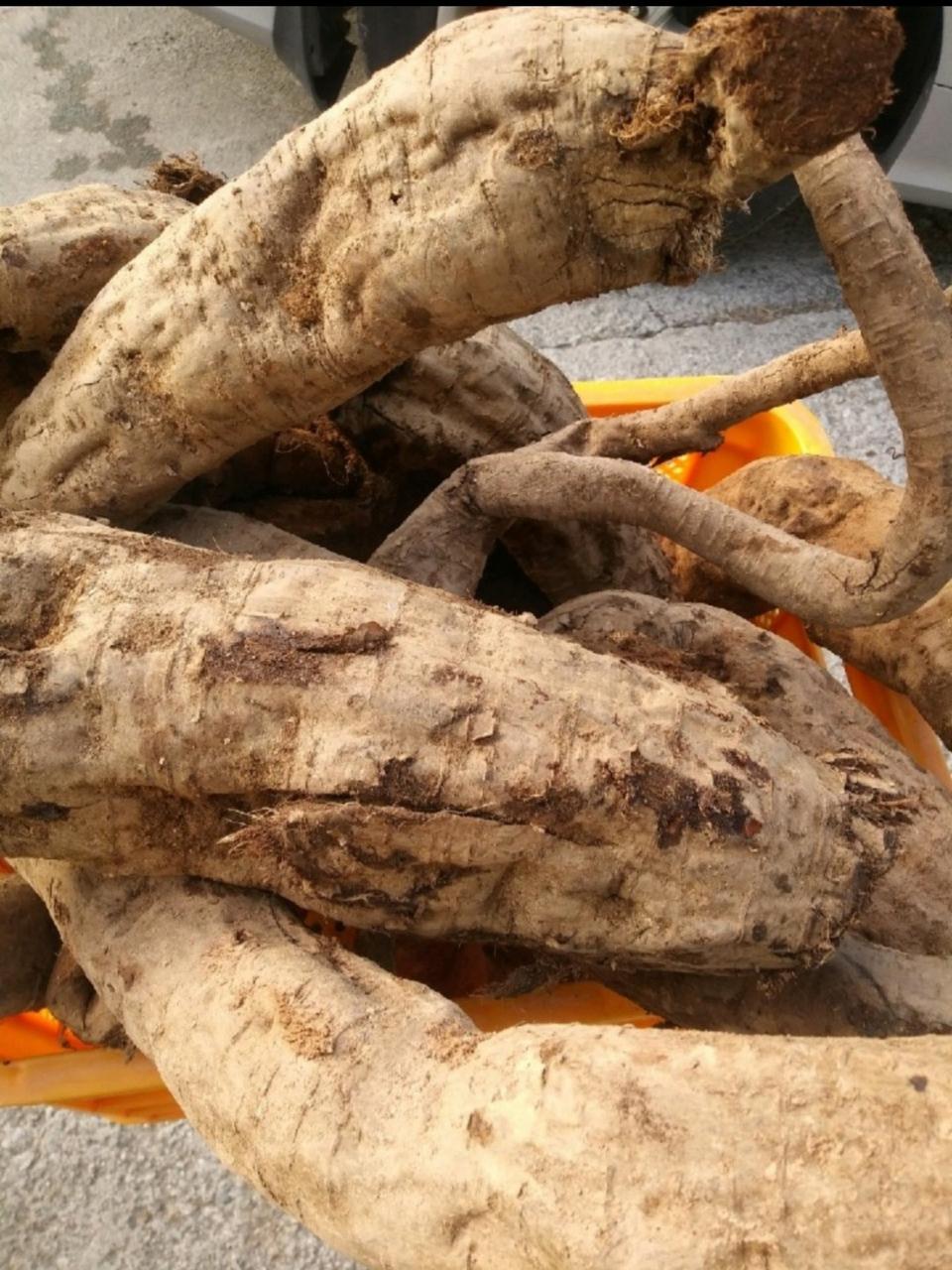 암칡 생칡 칡즙