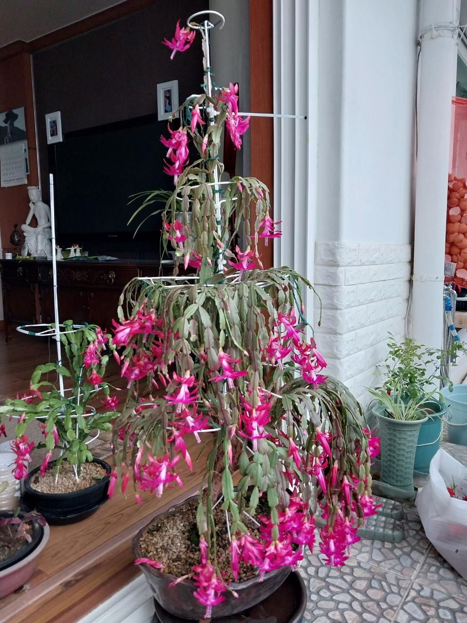 게발선인장 대품