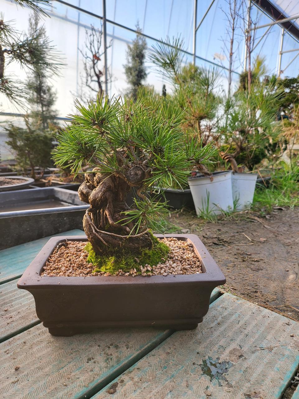 곰솔 소나무 분재 도자기 화분