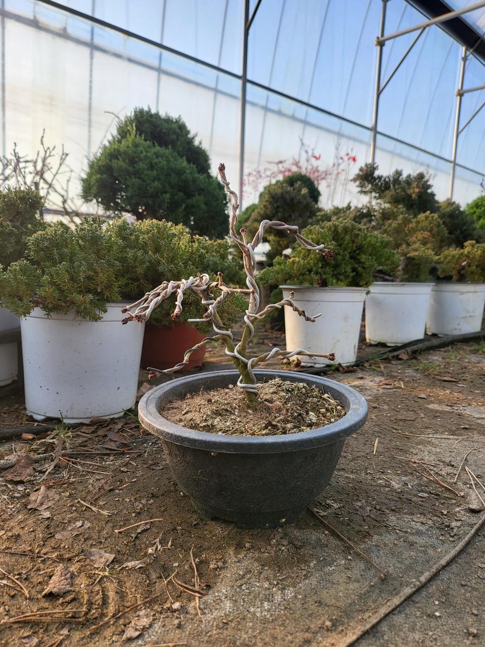 향기 좋은 식물 라일락 나무 분재 화분