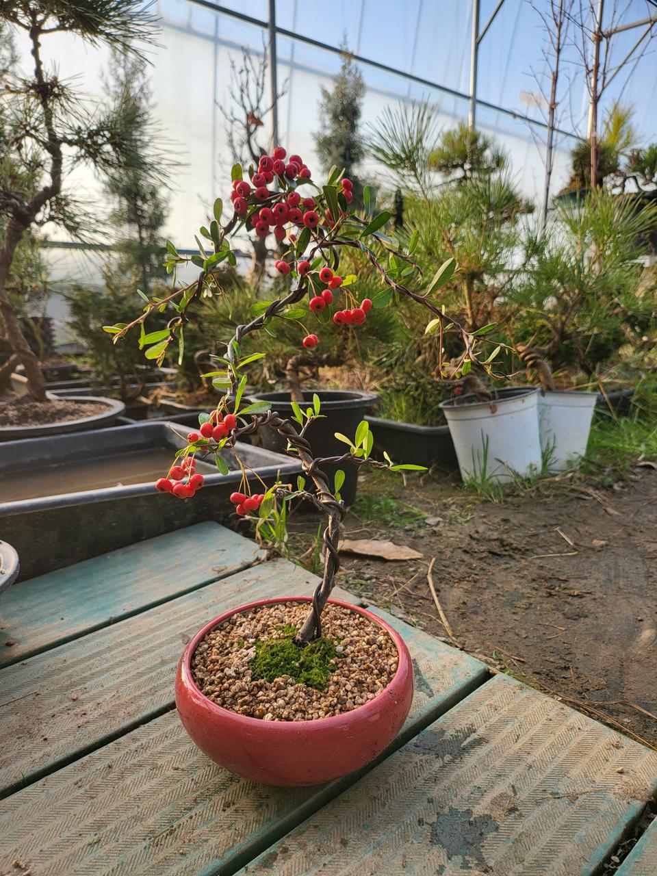 빨간 열매 나무 피라칸사스 분재 도자기 화분