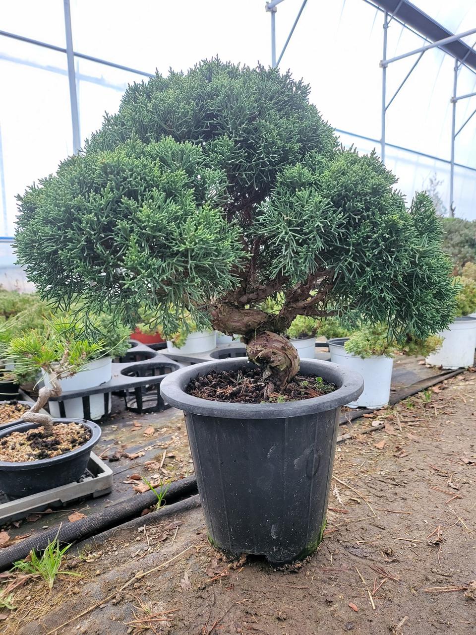 은은한 매력 향나무 진백 분재 화분