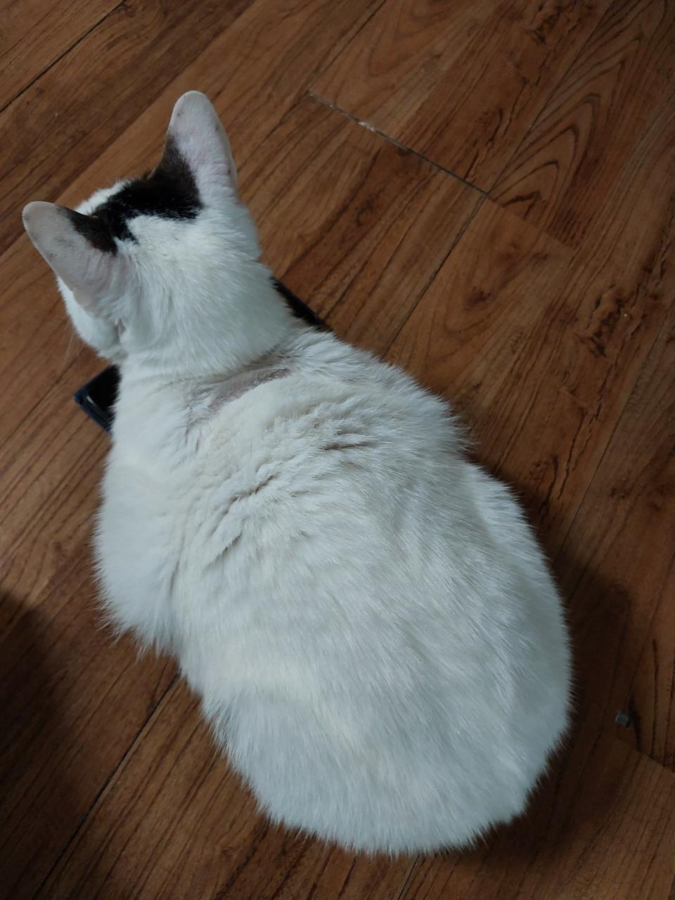 CGV,메가박스 영화예매 다수가능