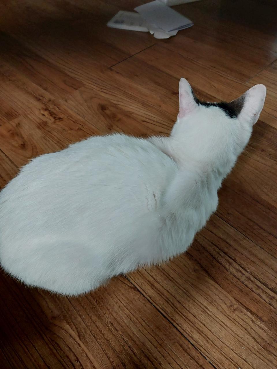 CGV 메가박스 영화예매 다수가능