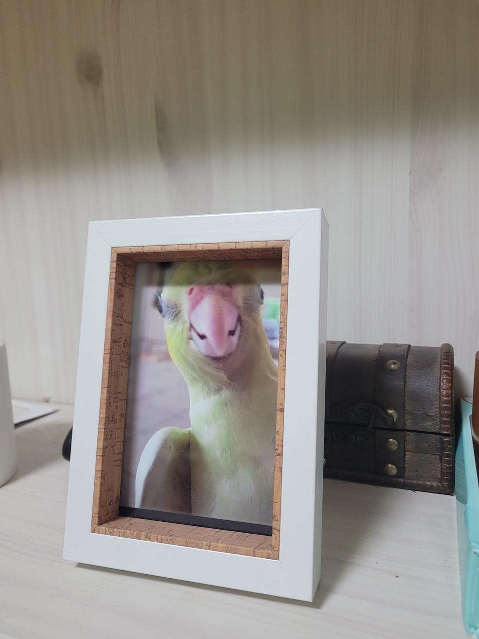인테리어 앵무새 액자