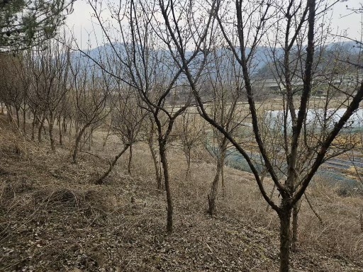 산수유 주먹 굵기 보다 굵음 500그루 정도