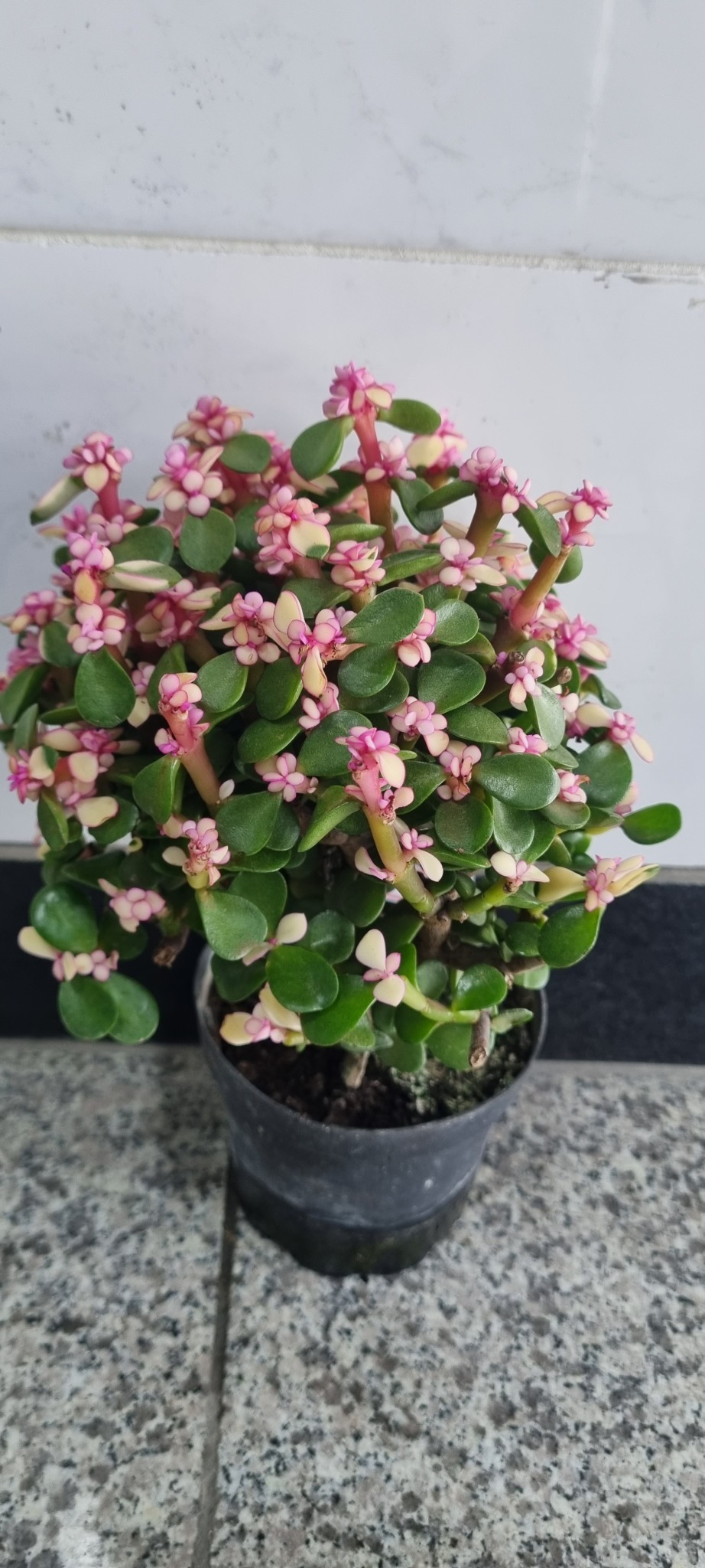 식물 아악무  화초