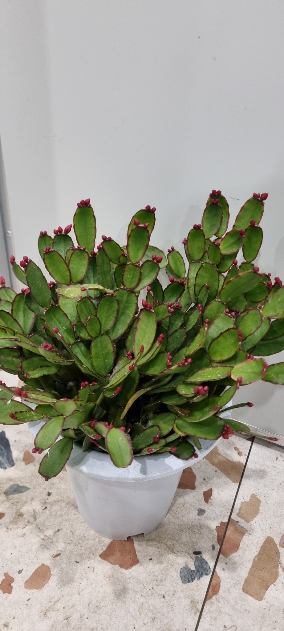 식물 원조게발선인장