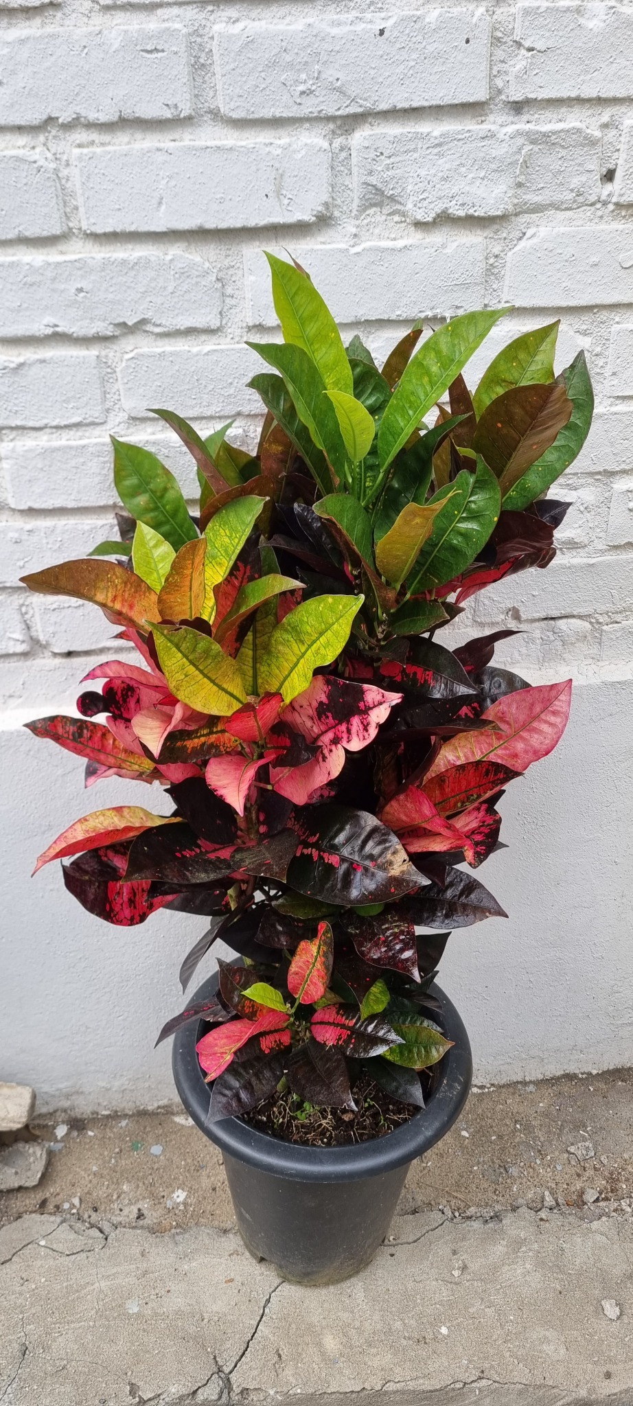 식물 아이스 크로톤