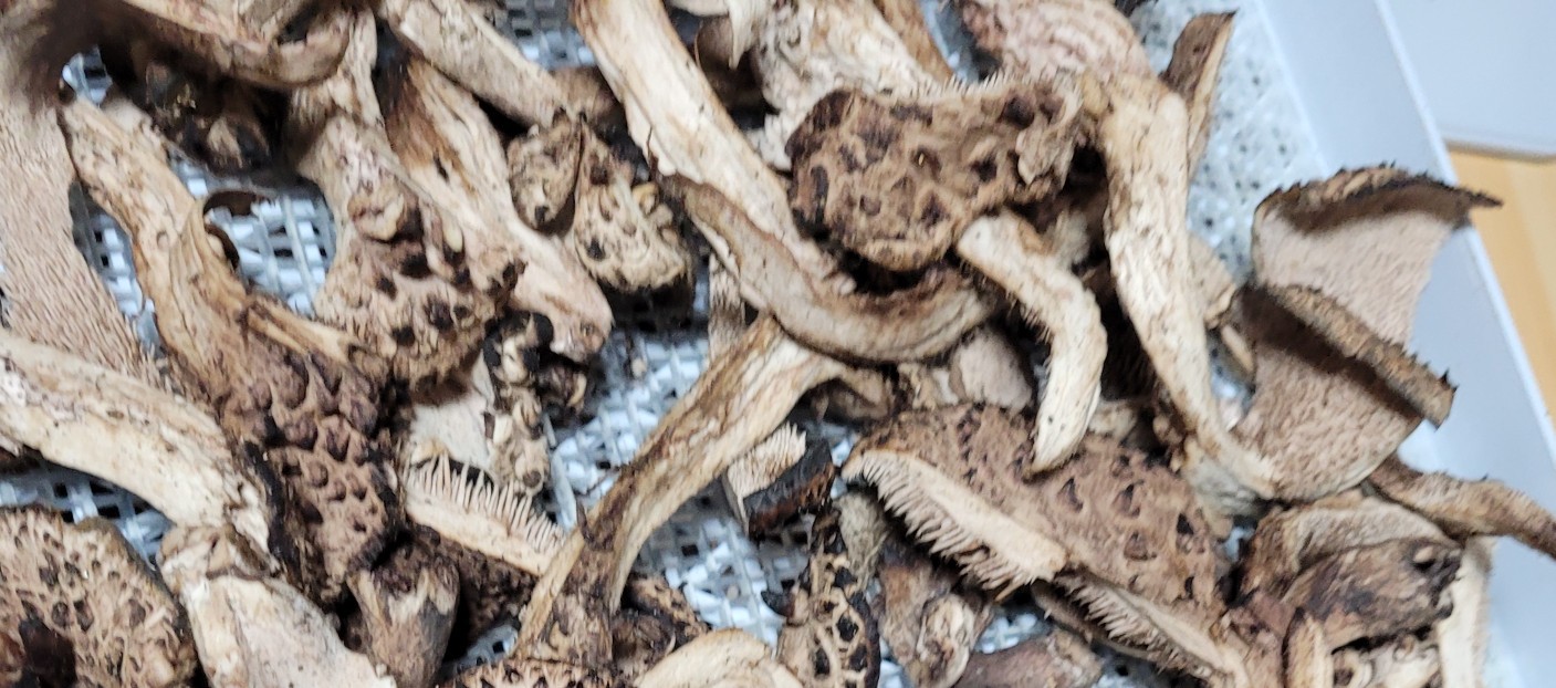 국산 건능이 버섯