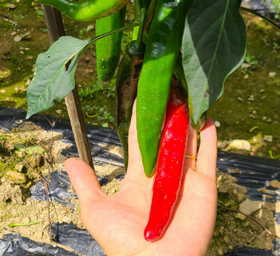 특)국산 직접재배한 고춧가루예요