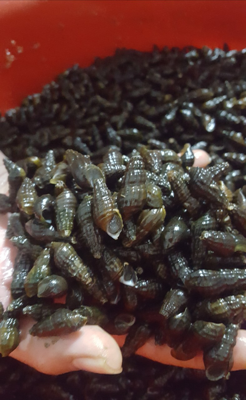 자연산 다슬기엑기스 판매