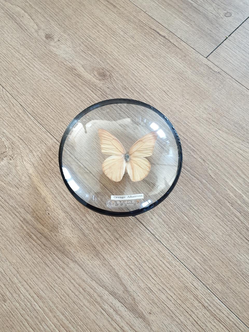 오렌지 알바트로스 나비 박제