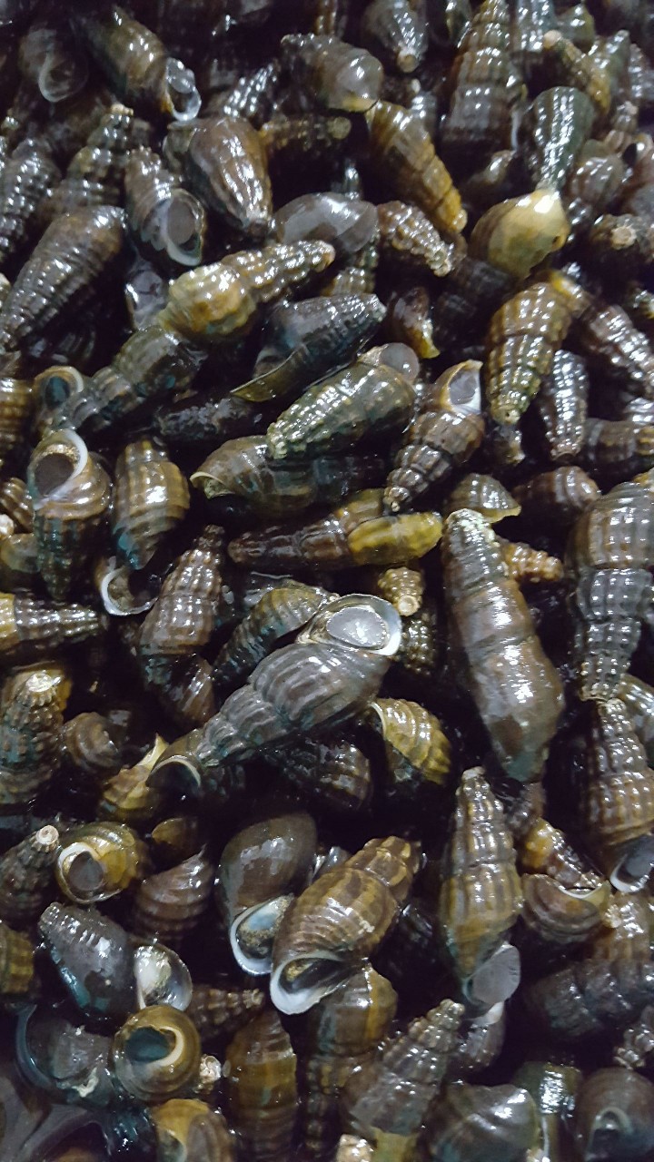 국내산 자연산 생다슬기 판매합니다