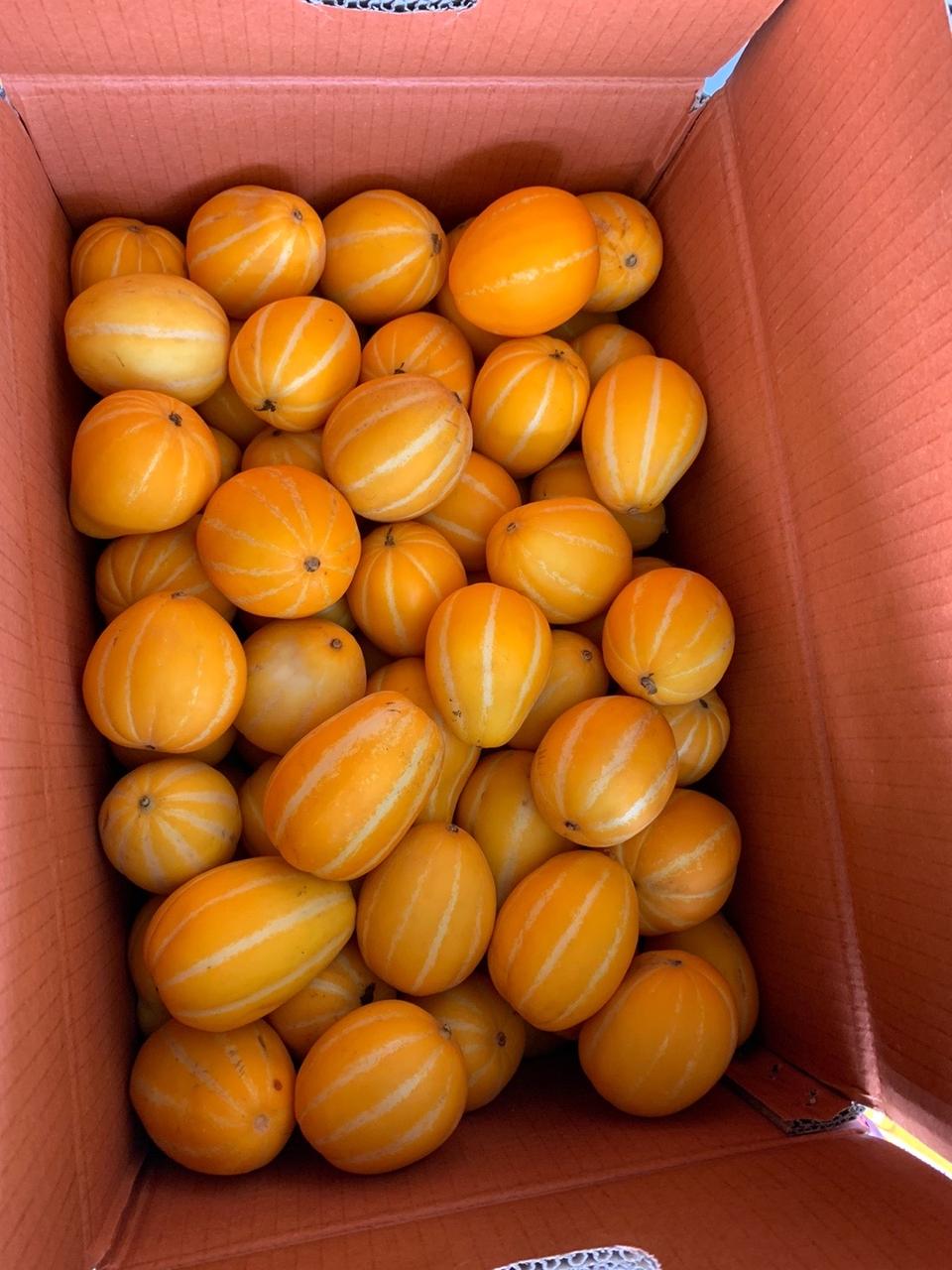 꼬마참외 9kg 34000 무료배송