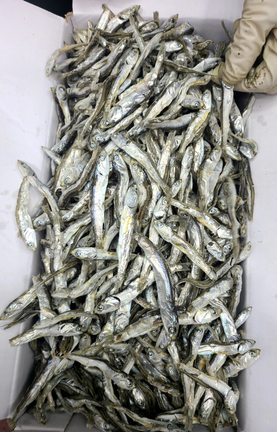 최고급 완도산 은빛 햇 죽방멸치 (1.5kg) /1박스