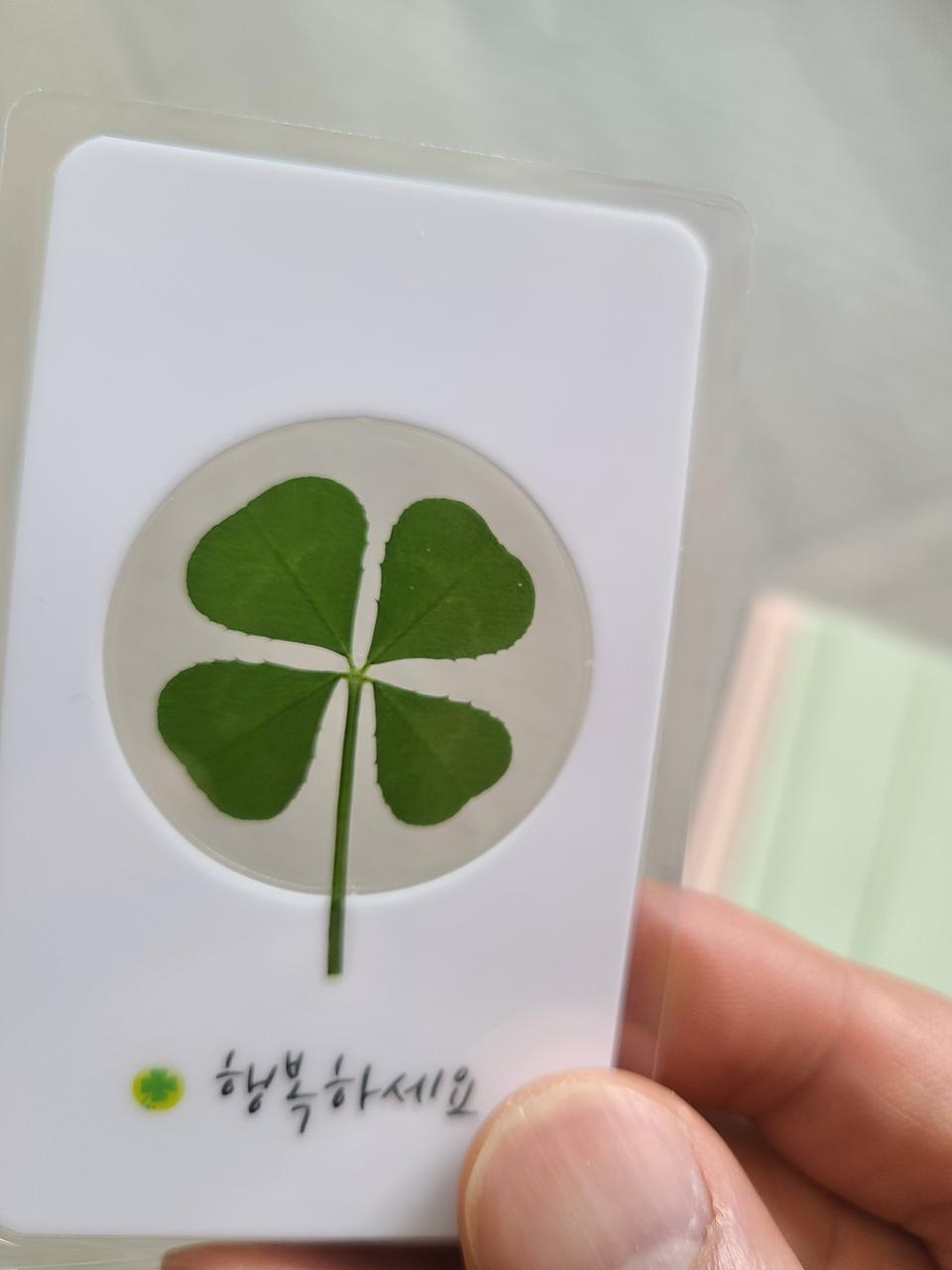 행운에 네잎클로버 판매합니다.