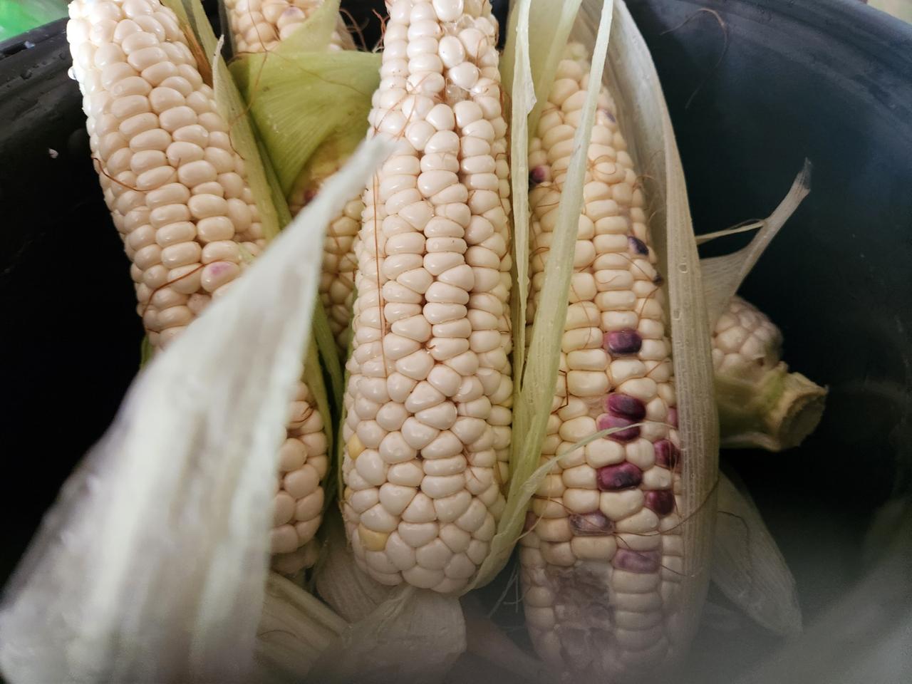 강원도 얼룩 찰옥수수