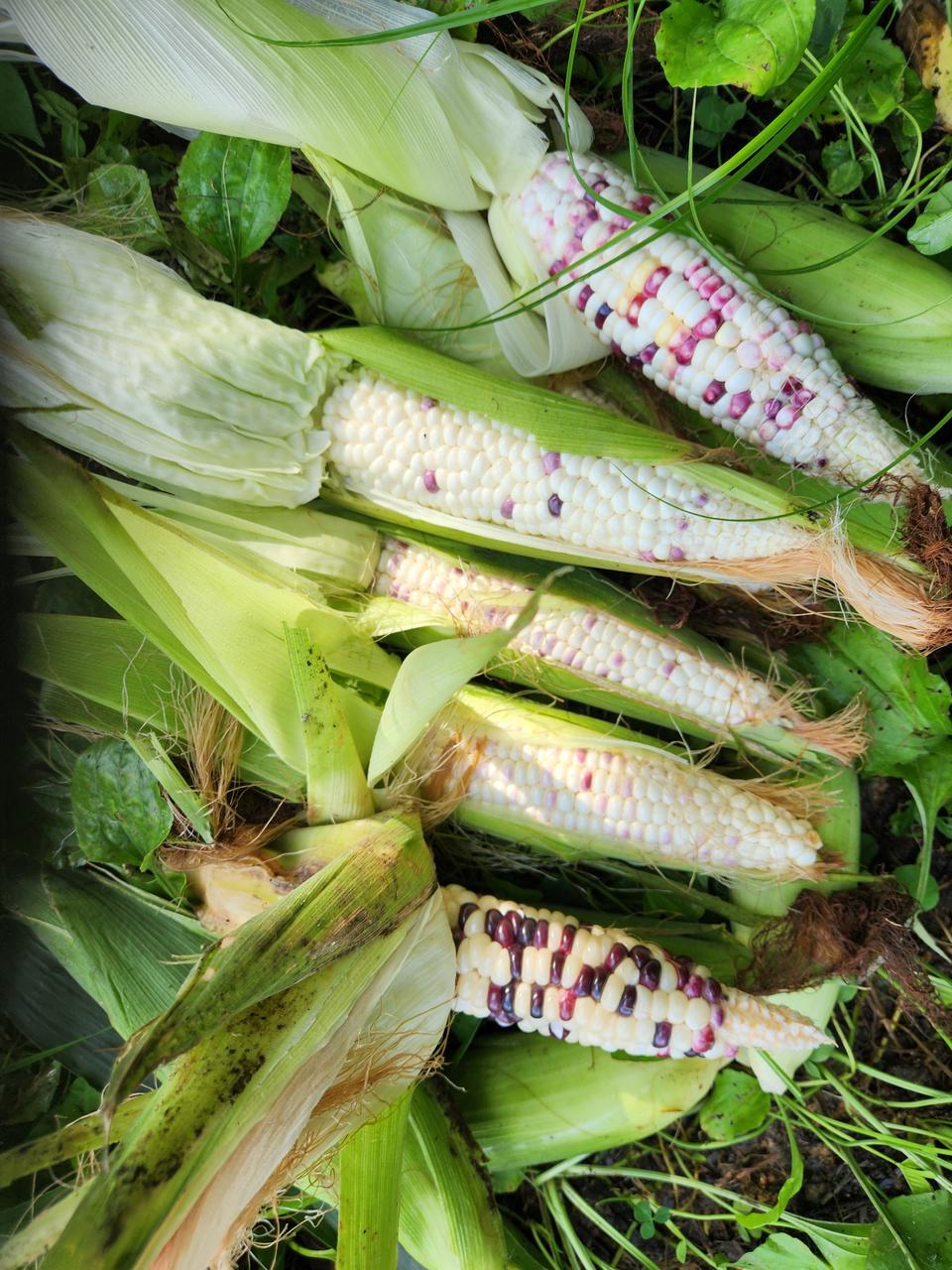 얼룩이 강원 찰옥수수 미백이 옥수수