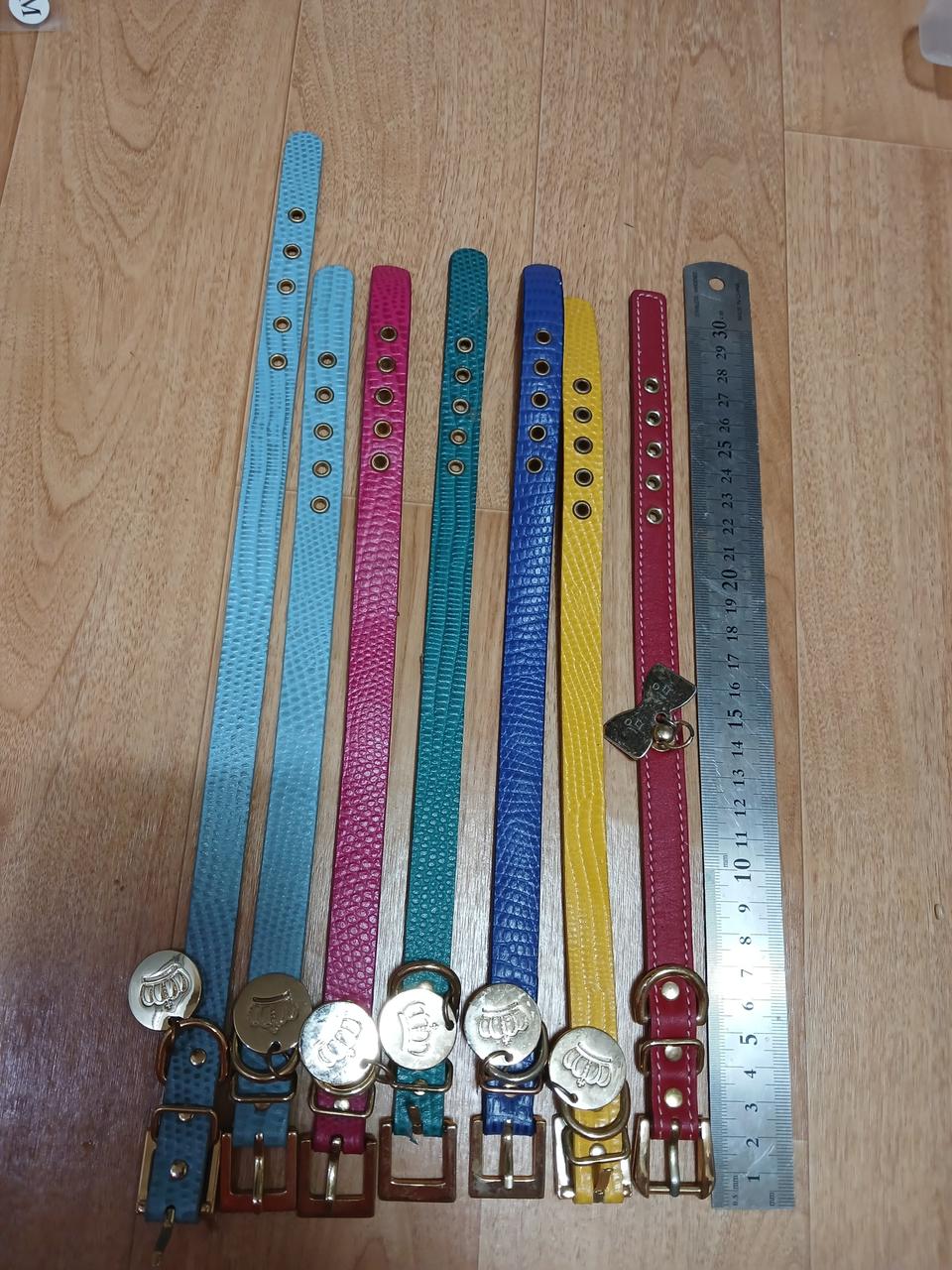 애완견. 목걸이