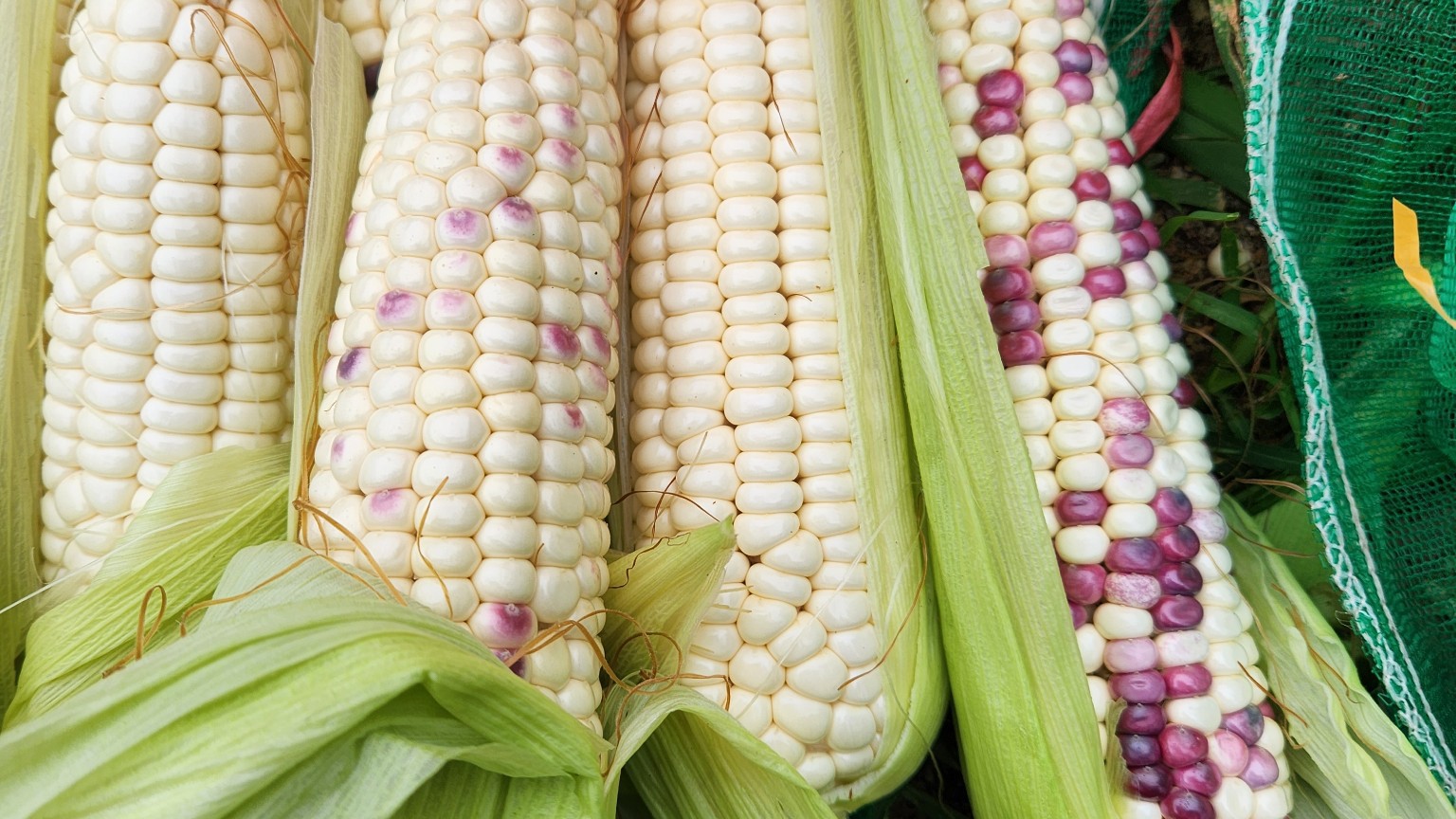 얼룩1호 강원 찰옥수수 미백