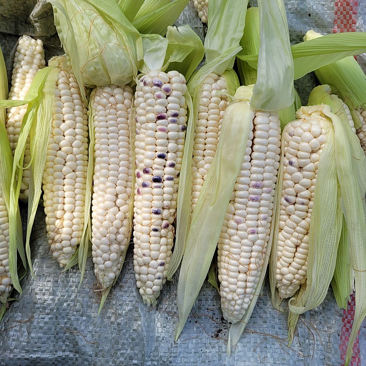 약은 안준 얼룩이 강원 옥수수 1호 저가판매