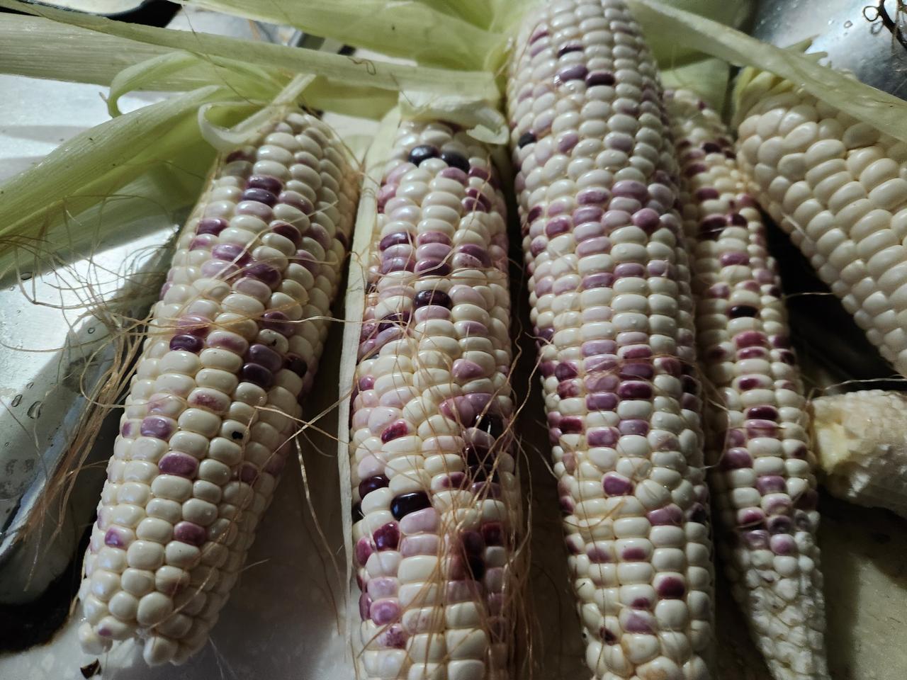 강원 찰옥수수 옥수수 얼룩이