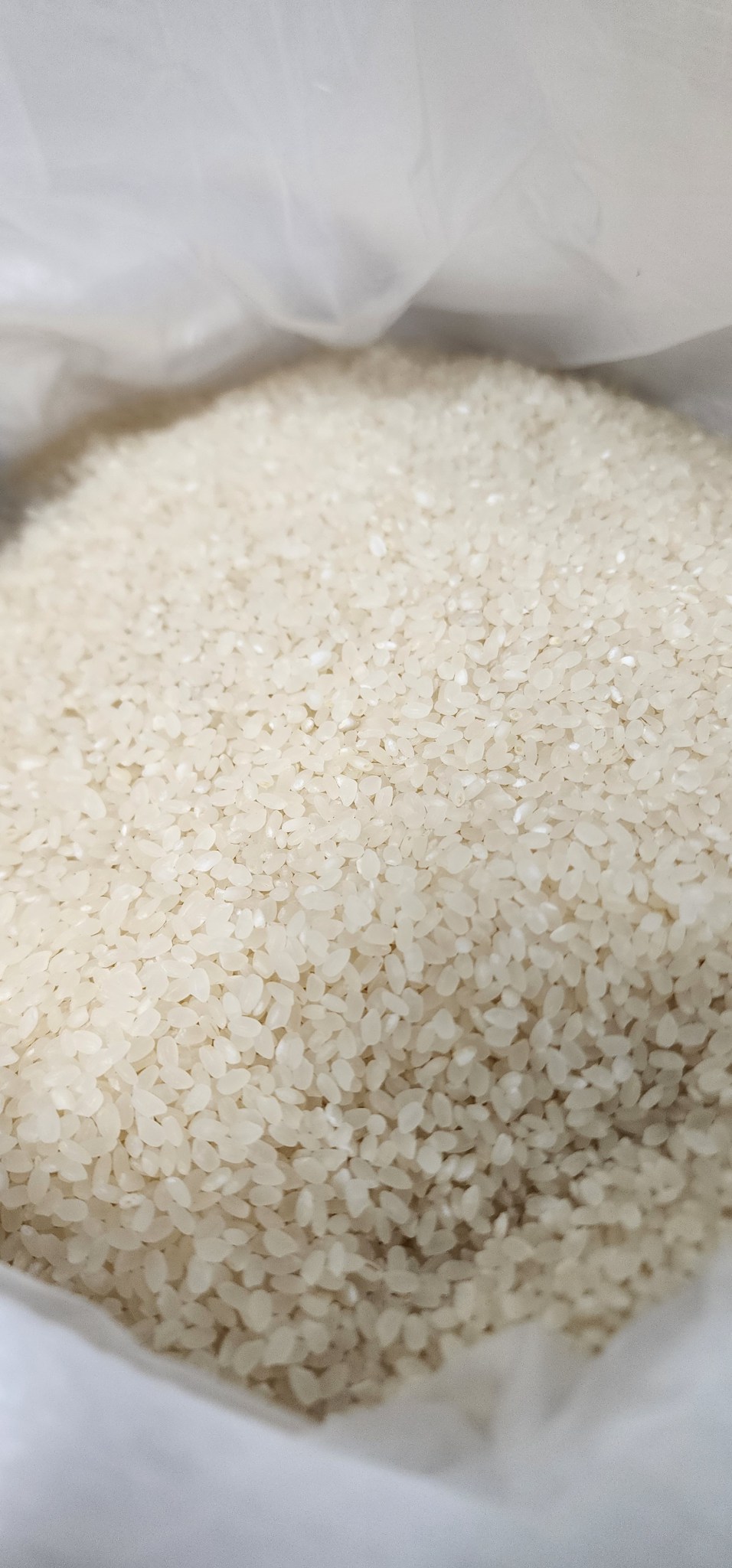 쌀 20키로 2포대 군산에 있어요 군산만 무료 배송가능해요