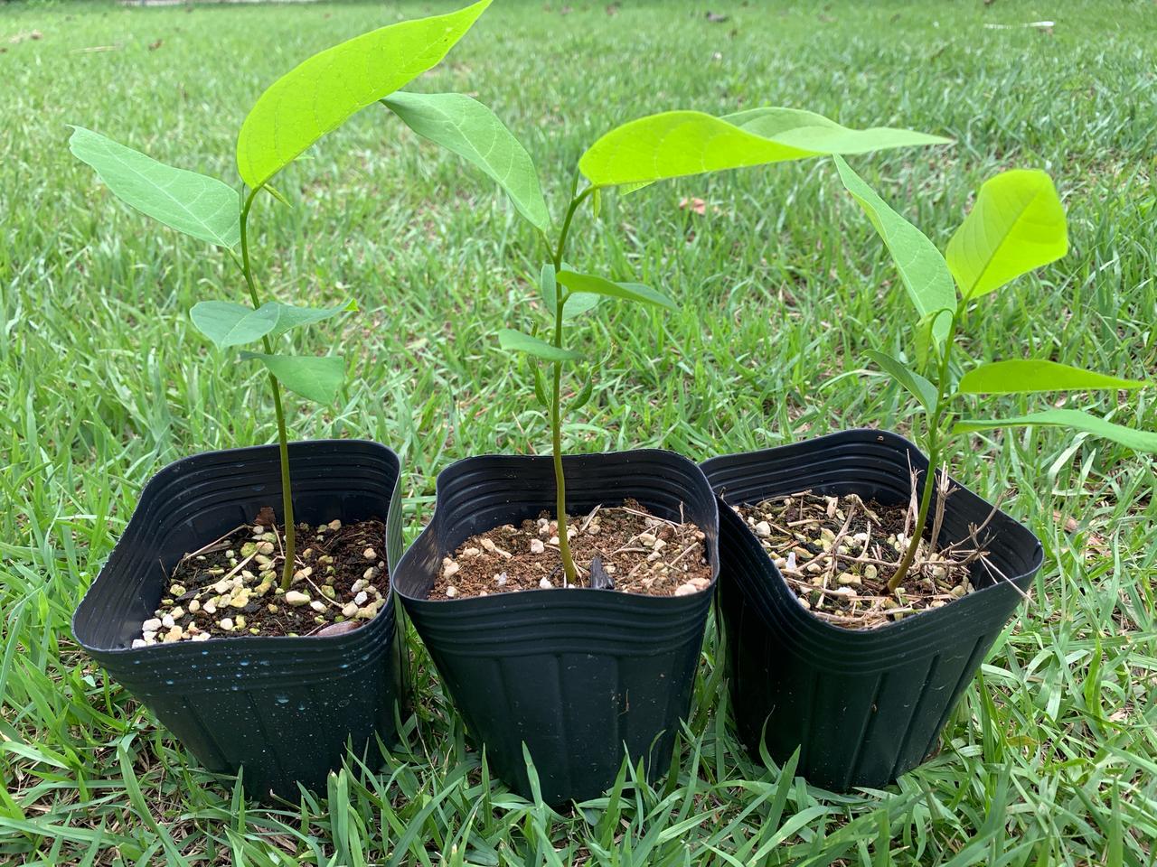 슈가애플 나무 (관상용)1개당