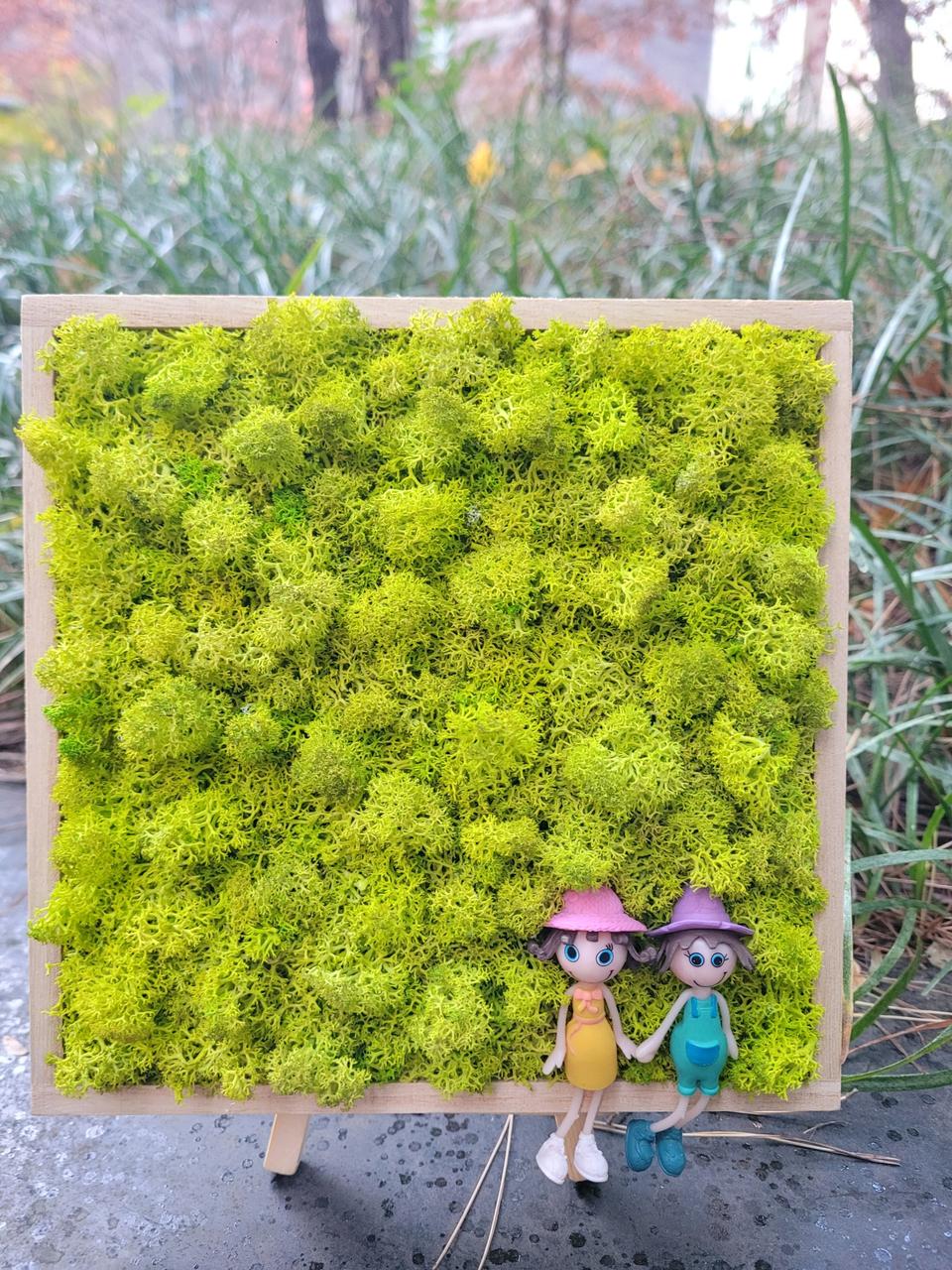 (공기정화식물액자set)스칸디아모스/천연이끼/습도조절탈취제습/인테리어소품