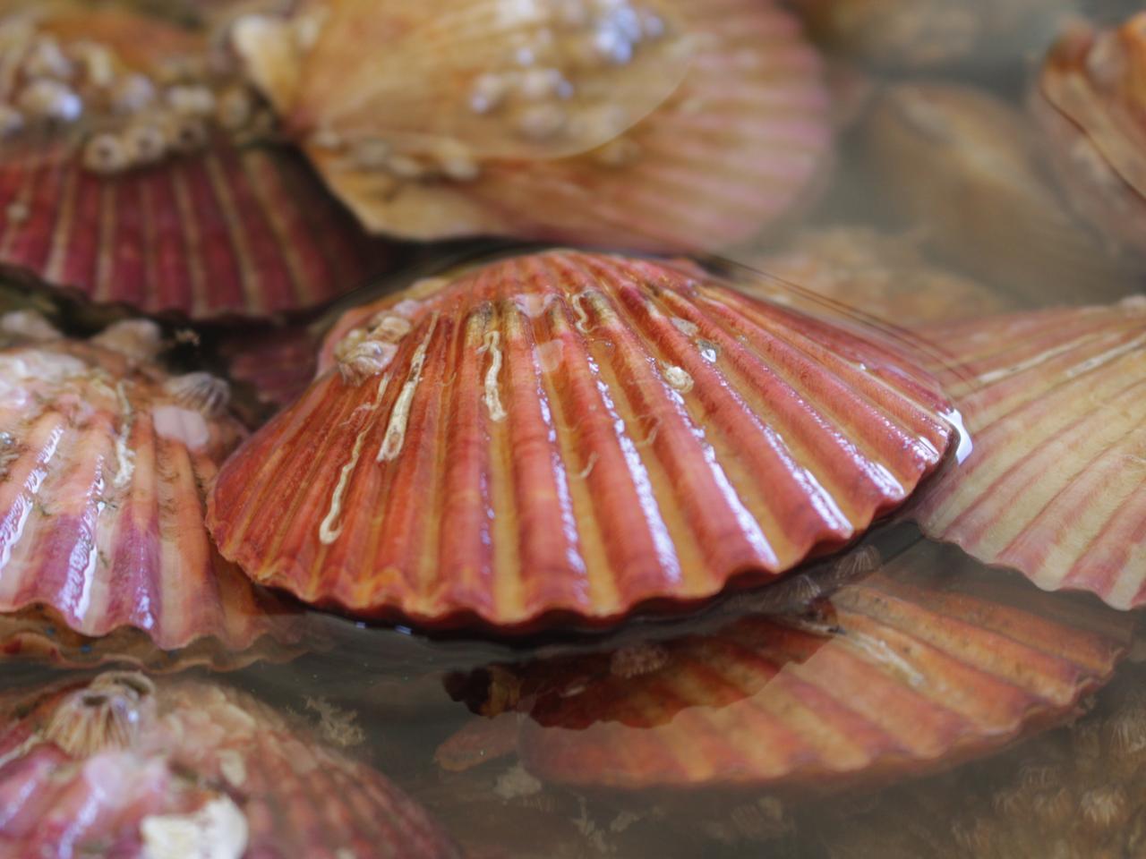 24년도제철홍가리비출시판매합니다