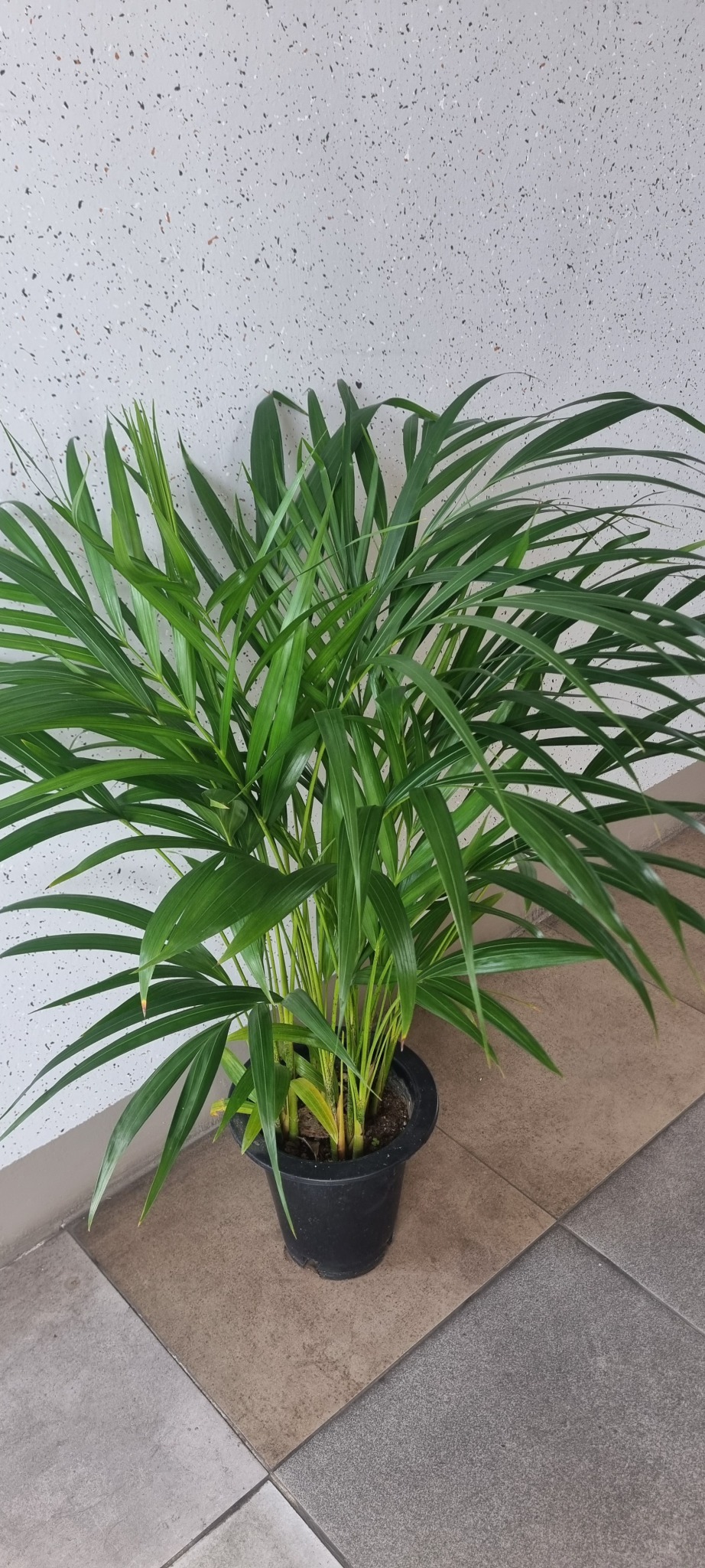 아레카야자  식물